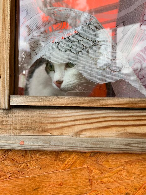 Foto porträt einer katze, die durch das fenster schaut