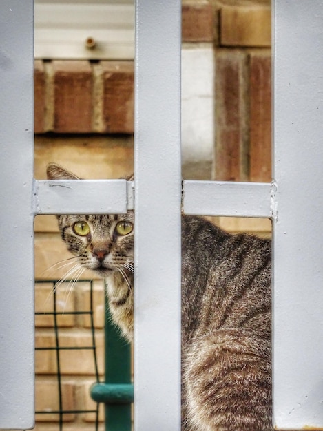 Foto porträt einer katze, die durch ein fenster schaut