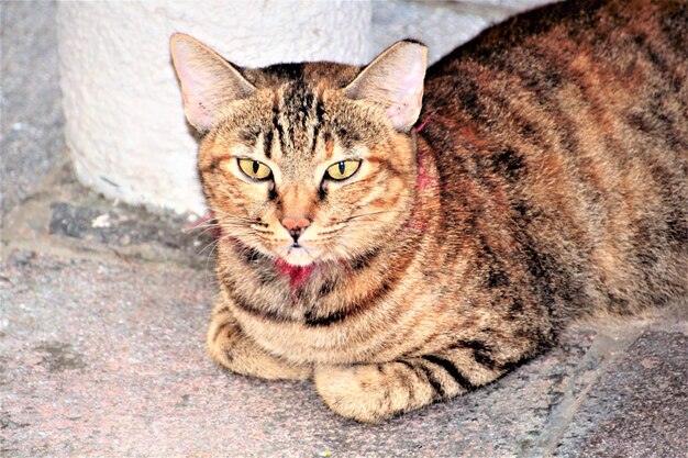 Foto porträt einer katze, die im freien sitzt