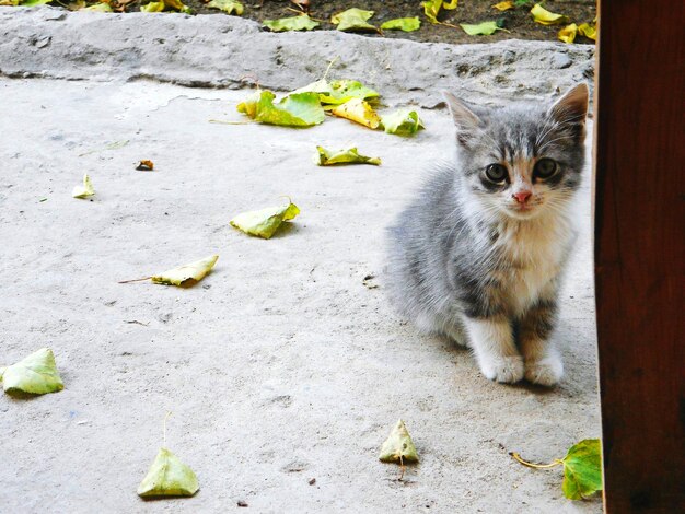 Foto porträt einer katze, die im freien sitzt