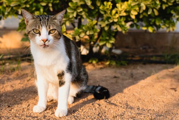 Foto porträt einer katze, die im freien sitzt