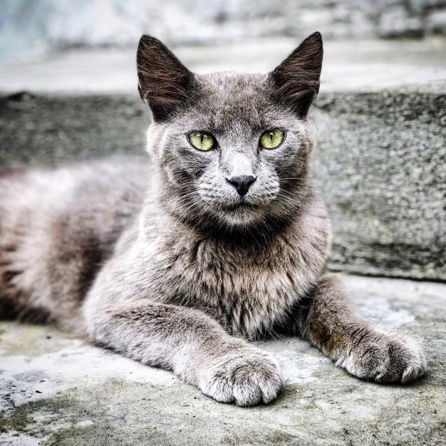 Foto porträt einer katze, die im freien sitzt