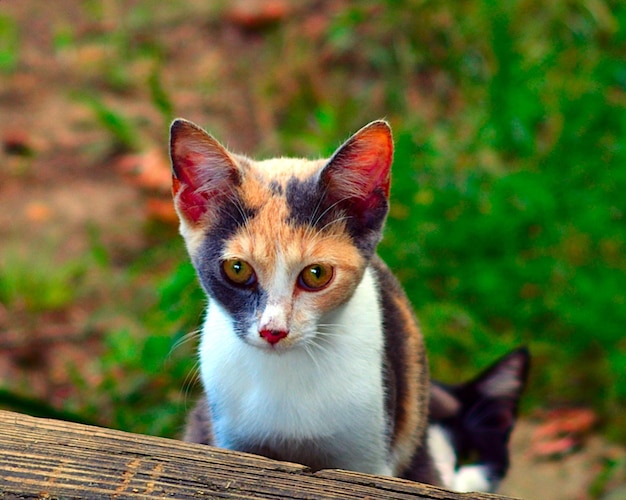 Porträt einer Katze, die in die Kamera schaut