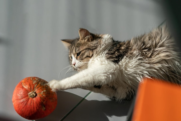 Porträt einer Katze, die neben einem Kürbis auf dem Boden liegt