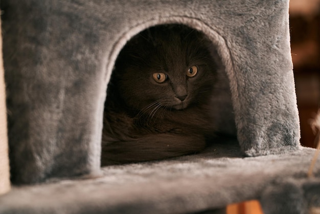 Porträt einer Katze, die sich im Katzenhaus versteckt Neugierige Katze, die drinnen spielt