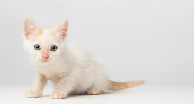 Porträt einer Katze, die vor weißem Hintergrund sitzt
