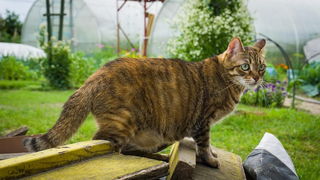 Porträt einer Katze, die wegblickt