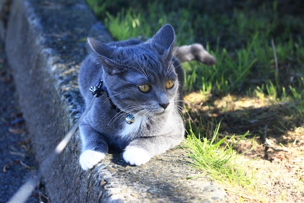 Foto porträt einer katze, die wegblickt