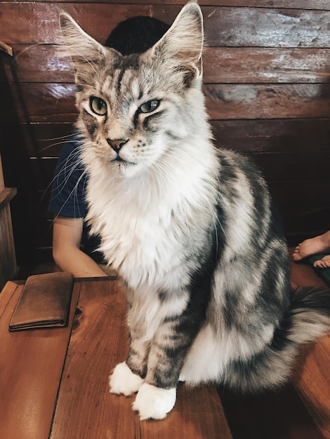 Foto porträt einer katze, die zu hause auf dem boden sitzt