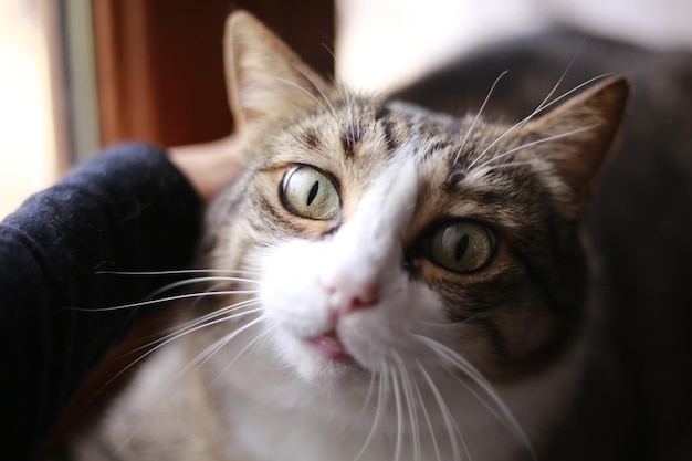 Porträt einer Katze, die zu Hause liegt