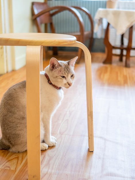 Porträt einer Katze im Café