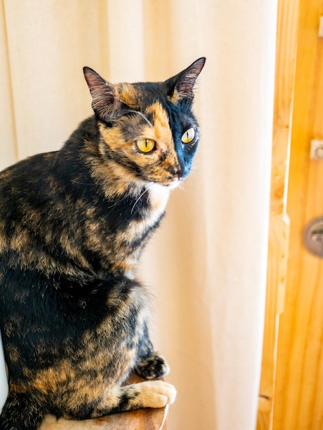 Porträt einer Katze im Café