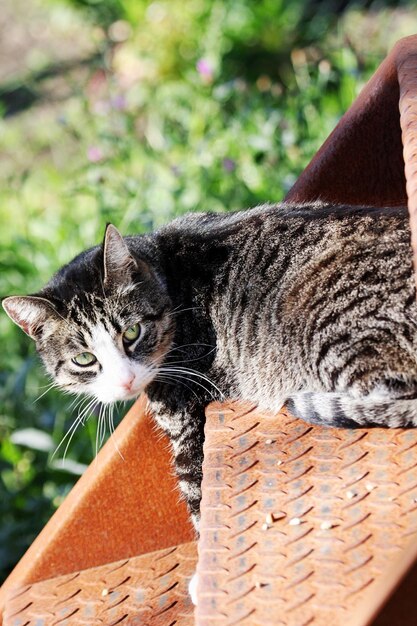 Porträt einer Katze im Korb