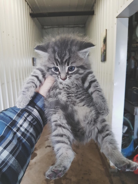 Foto porträt einer katze in der hand