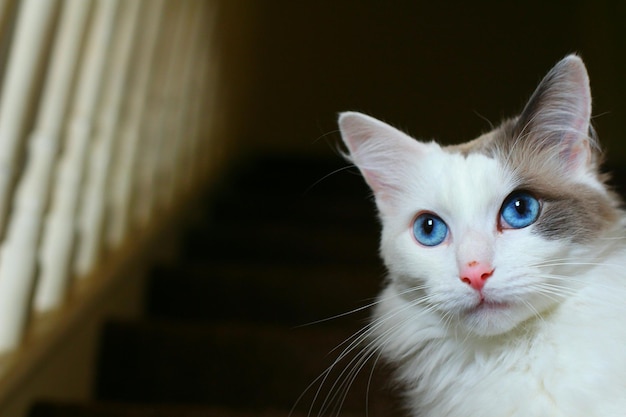 Porträt einer Katze in der Nähe einer Treppe