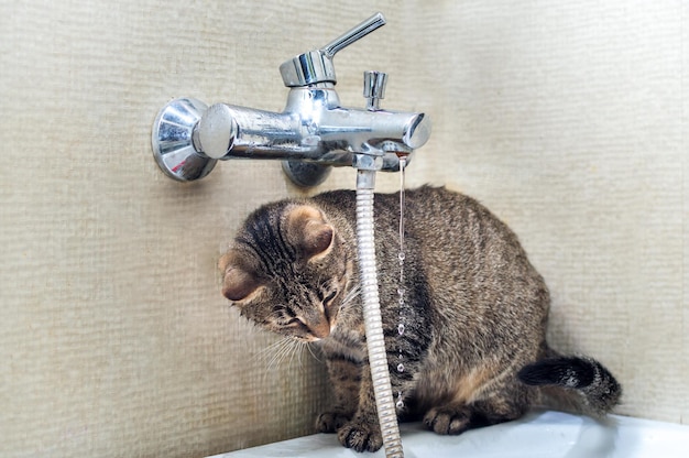 Porträt einer Katze in einem Badezimmer mit Wasserhahn