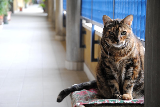 Foto porträt einer katze in einer kolonnade