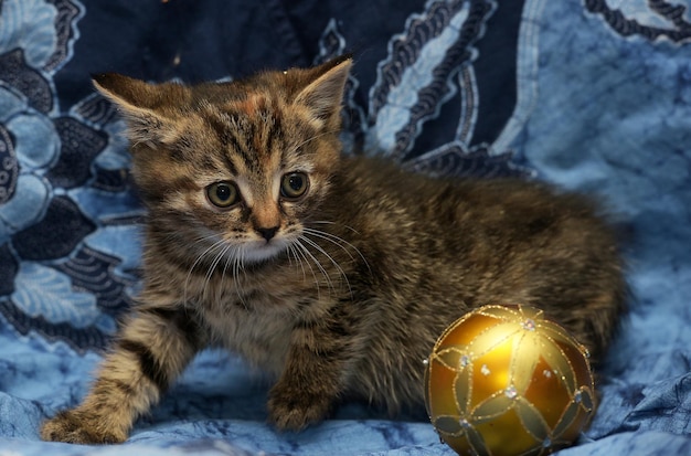 Porträt einer Katze mit beleuchtetem Kätzchen