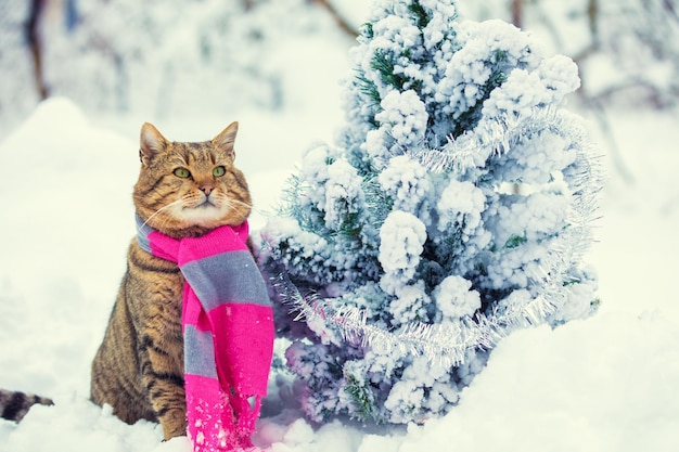 Porträt einer Katze mit Schal in der Nähe von schneebedeckten Tanne Katze, die draußen im Winter sitzt