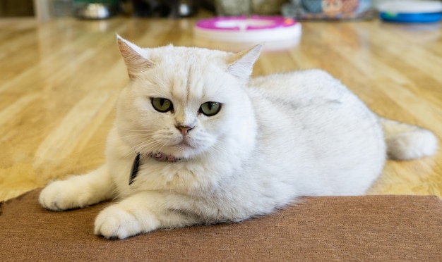 Porträt einer Katze Scottish Straight, Nahaufnahme