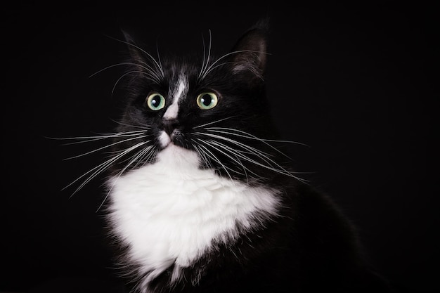 Porträt einer Katze vor schwarzem Hintergrund