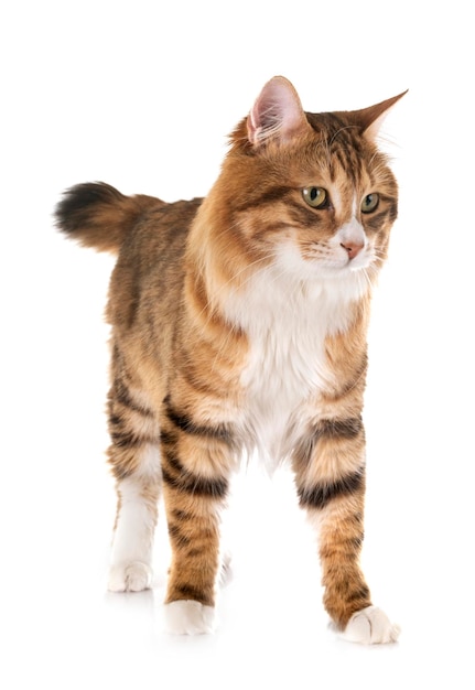 Porträt einer Katze vor weißem Hintergrund