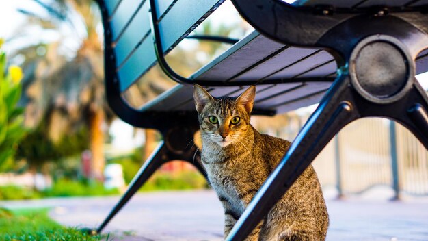 Foto porträt einer katze