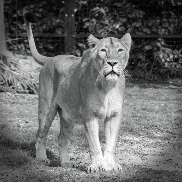 Foto porträt einer katze