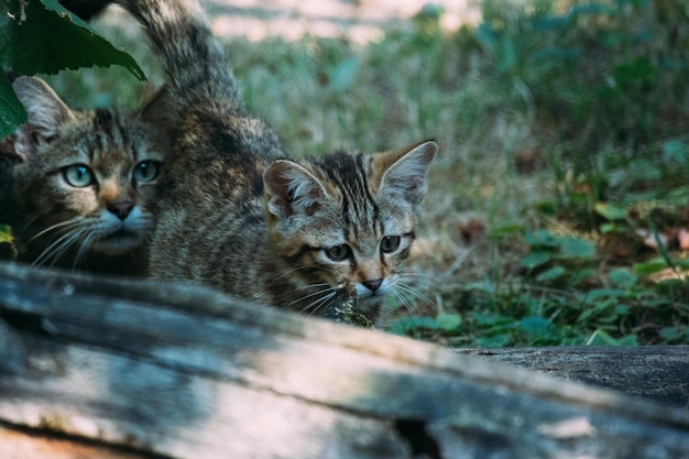 Porträt einer Katze