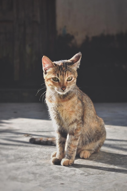 Porträt einer Katze