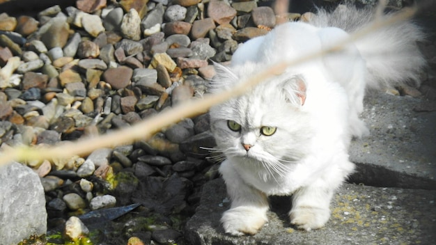 Foto porträt einer katze