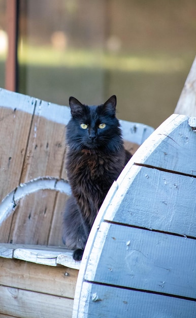 Foto porträt einer katze