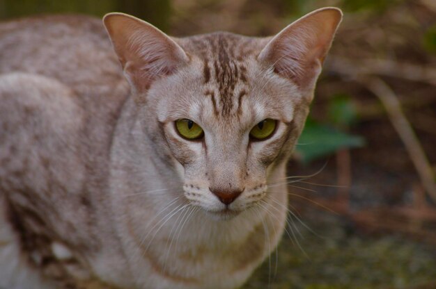 Foto porträt einer katze