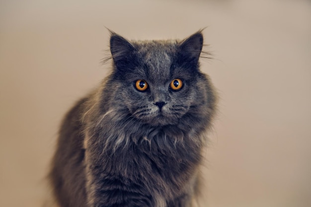 Porträt einer Katze