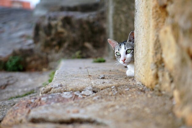 Foto porträt einer katze