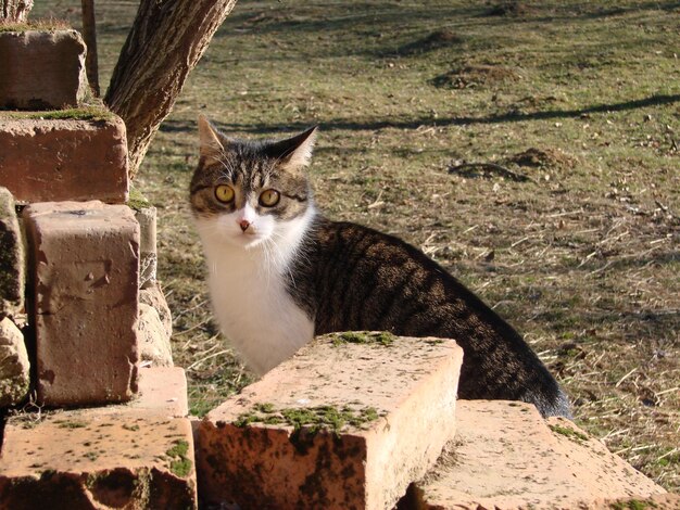 Foto porträt einer katze