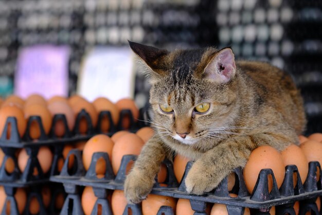 Foto porträt einer katze