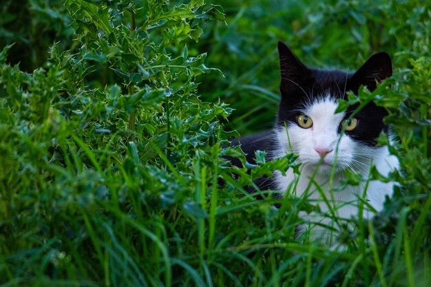 Foto porträt einer katze