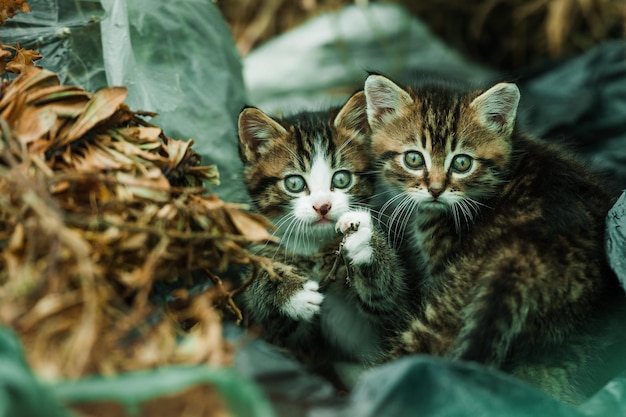 Porträt einer Katze
