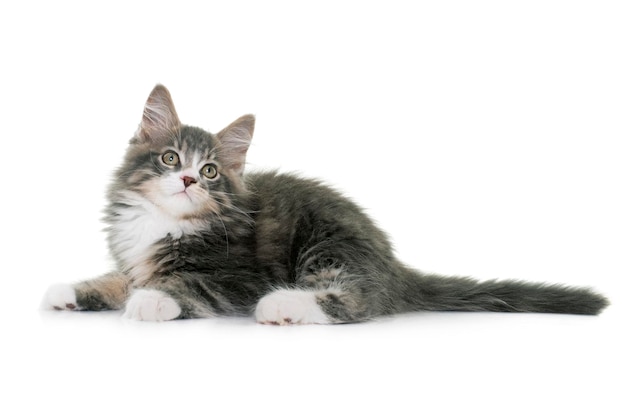 Porträt einer Katze