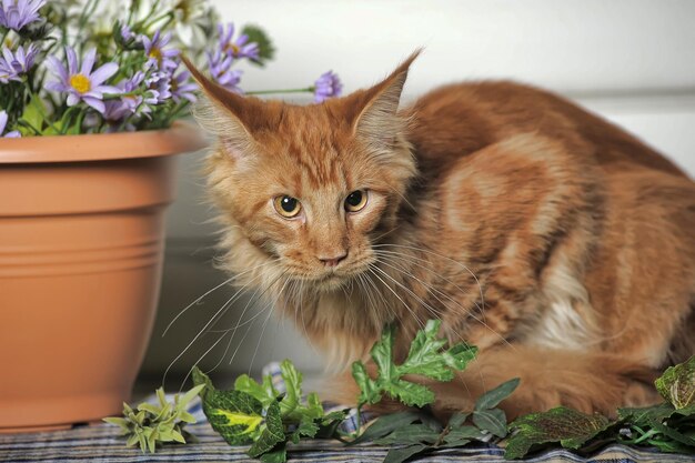 Foto porträt einer katze