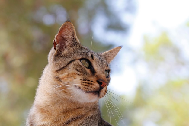 Porträt einer Katze