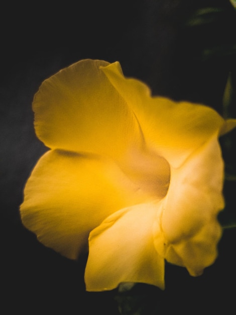 Porträt einer kleinen gelben Blume