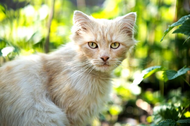 Porträt einer kleinen gelben Katze, die im grünen Gras an einem sonnigen Tag sitzt.