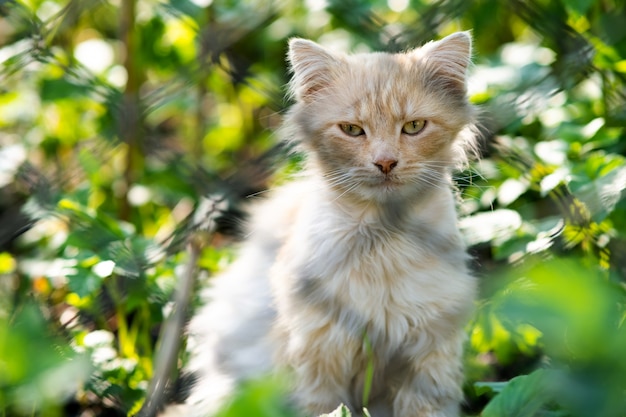 Porträt einer kleinen gelben Katze, die im grünen Gras an einem sonnigen Tag sitzt.