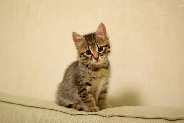 Porträt einer kleinen Kätzchen Kurilian Bobtail Nahaufnahme. Selektiver Fokus
