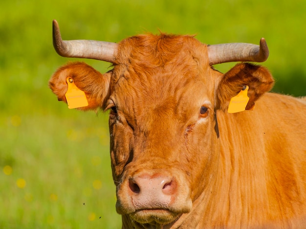 Foto porträt einer kuh auf dem feld