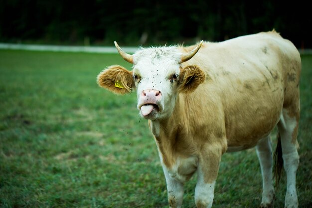 Foto porträt einer kuh auf dem feld