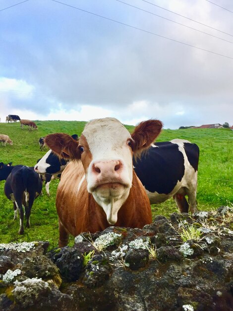 Foto porträt einer kuh auf dem feld