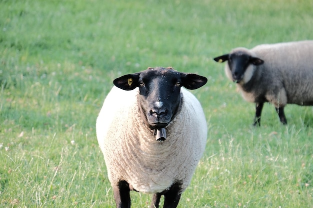 Porträt einer Kuh auf dem Feld